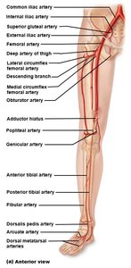 Arteries of the lower limb (anterior view)
