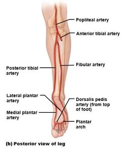 Arteries of the lower limb (posterior view)