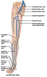 Veins of the lower limb (anterior view)