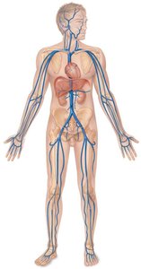 Systemic veins of the body