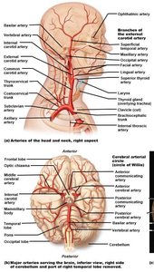 Arteries of the head and neck, including cerebral arterial circle