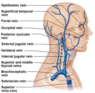 Veins of the head and neck