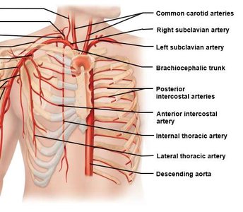 Arteries of the thoracic wall