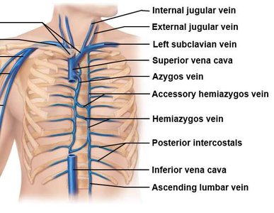 Azygos system veins of thoracic wall