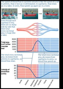 Blood flow velocity and total cross-sectional area of vessels