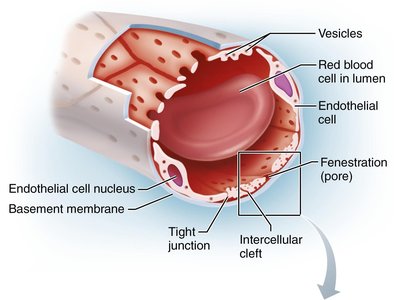 Capillary transport mechanisms