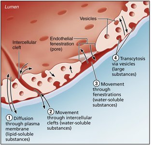 Capillary transport mechanisms