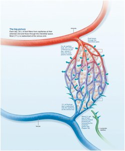 Bulk flow across capillary walls