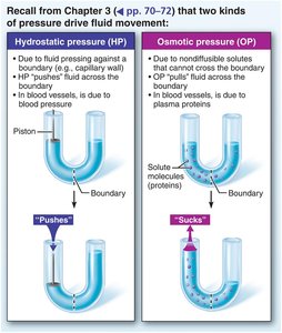 Bulk flow across capillary walls