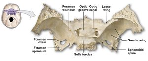 Sphenoid bone with labeled foramina and wings