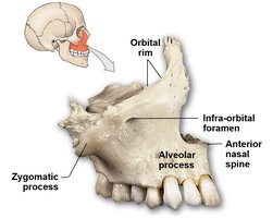 Maxilla with labeled processes and foramen