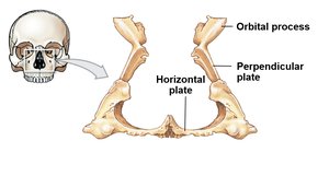 Palatine bone with labeled plates and orbital process