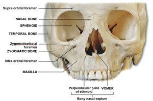 Anterior view of the skull with labeled nasal, vomer, and conchae bones
