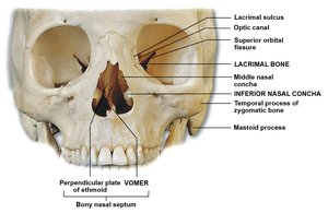 Anterior view of the skull with labeled lacrimal and nasal conchae