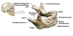 Mandible with labeled processes and foramina