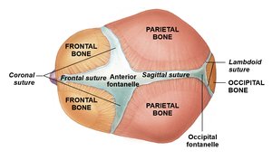 Superior view of infant skull with fontanelles