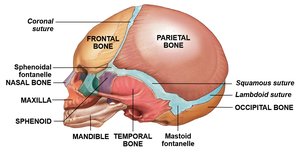 Lateral view of infant skull with fontanelles