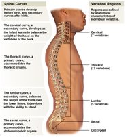 Lateral view of vertebral column showing spinal curves and regions