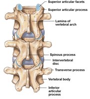 Vertebral column with labeled vertebrae