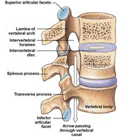 Vertebral column with labeled vertebrae
