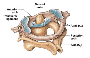 Atlas and axis articulation with labeled features