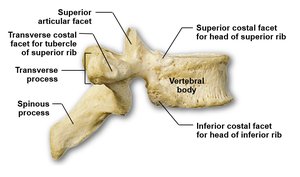 Lateral view of thoracic vertebra with labeled costal facets