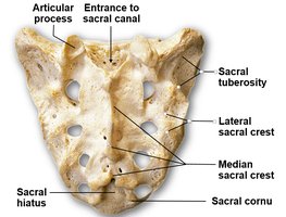 Posterior view of sacrum with labeled features