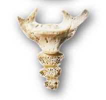 Coccyx with labeled features