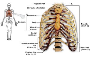 Thoracic cage with labeled ribs and sternum