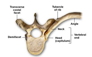 Articulation of rib with thoracic vertebra