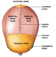 Superior view of the skull showing cranial sutures