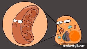 Cartoon of mitochondrion inside a cell