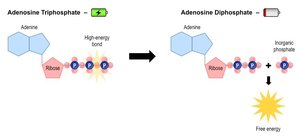 ATP to ADP conversion and energy release