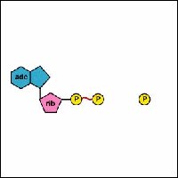 ATP structure with high-energy bonds