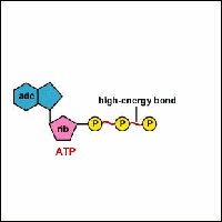 ADP structure with one phosphate bond
