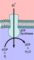 Substrate-level phosphorylation reaction