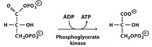 Diagram of oxidative phosphorylation in mitochondria