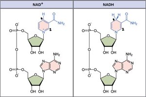 NAD+ and NADH structures