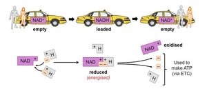 NAD+ as an electron taxi