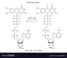 FAD and FADH2 structures