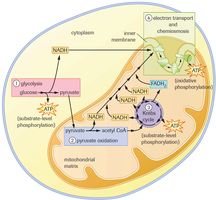 Summary diagram of glycolysis, Krebs cycle, and ETC