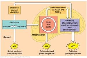 Diagram of glycolysis, Krebs cycle, and electron transport chain in mitochondria