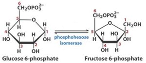 Isomerization of glucose 6-phosphate to fructose 6-phosphate