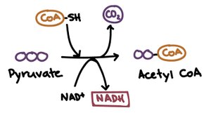 Decarboxylation of pyruvate to acetyl-CoA