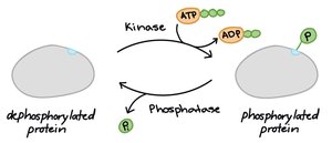 Phosphorylation and dephosphorylation of proteins
