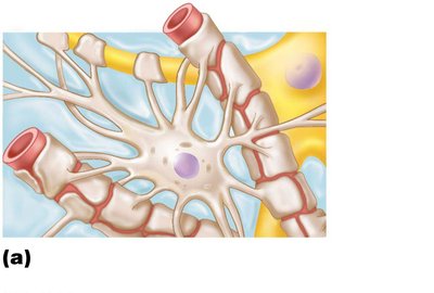 Astrocyte structure and relationship to neurons and capillaries