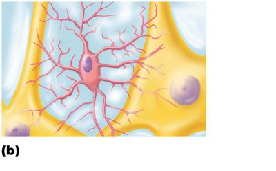 Microglial cell structure