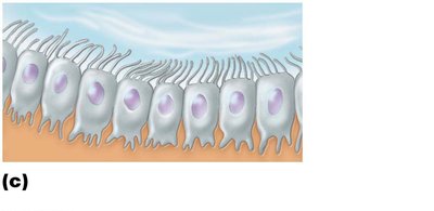 Ependymal cells lining cerebrospinal fluid-filled cavities