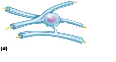 Oligodendrocyte forming myelin sheath around CNS nerve fibers