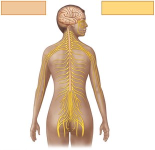 Diagram of the nervous system showing CNS and PNS